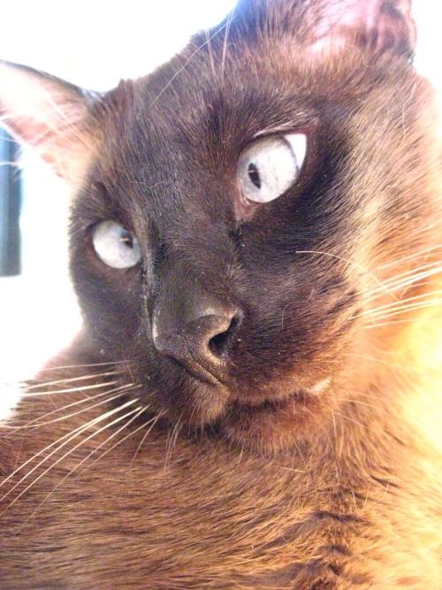 True Squinting Eyes