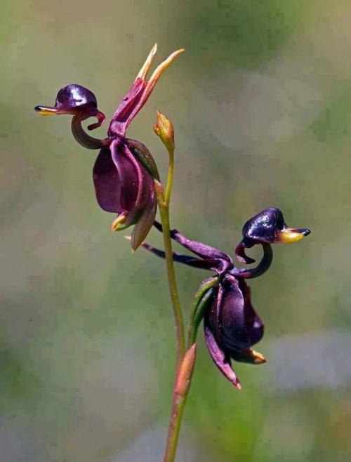 funnywildlife:  The Flying Duck Orchid, Australia