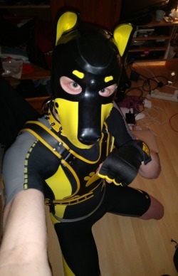 pup-rolo:  Puppy is back in lycra! *wrufff!* I just love that tight feeling too much 🐶🐾🐕 And I can’t get over how much I love all the matchy yellow.