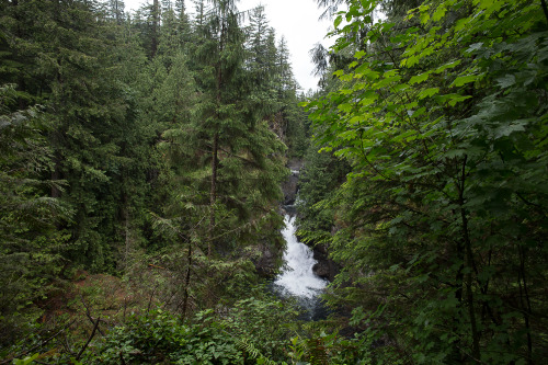 XXX lobo-de-luna: springtime in Western Washington photo