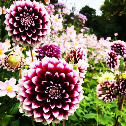 連続投稿だ。 こんな感じです。 #花 #公園 (Nakajimakoen, Chuo-ku) www.instagram.com/p/B3f9funnxll/?igshid=1wvvo