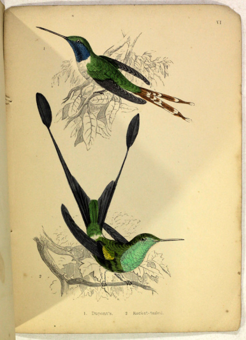 michaelmoonsbookshop: Humming Birdsdescribed and illustrated with an introductory sketch of their St