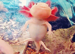 eyebone:  axolotl confirmed for raddest aquatic adult photos