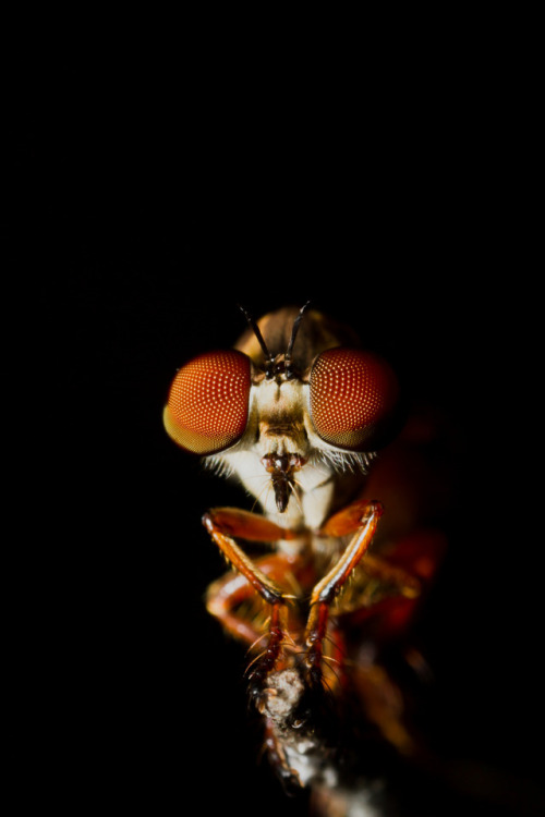 Detect. Lock on. Intercept. The remarkable hunting ability of the robber flyA tiny fly, the size of 