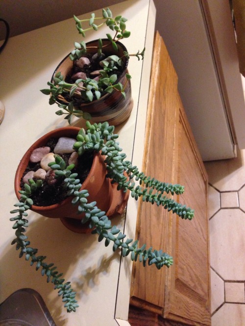 I repotted some of my succulents. Hopefully they&rsquo;re happier in their new homes, especially