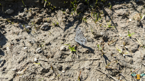 Lucia Azure Butterfly - Celastrina luciaHere’s a fun-looking specimen, and a more glamorous find alo