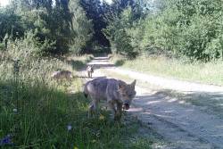 wolveswolves: First wolf pack in over 100 years spotted in Austria August 25 2016 - The first Austrian wolf pack in over 100 years was captured on photos by a trap camera at a militairy training ground in the Swiss municipality Allentsteig. It is yet