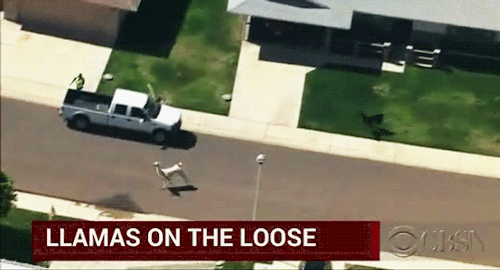 jetrising:dendropsyche:sandandglass:After two llamas escaped from a show-and-tell presentation at a 