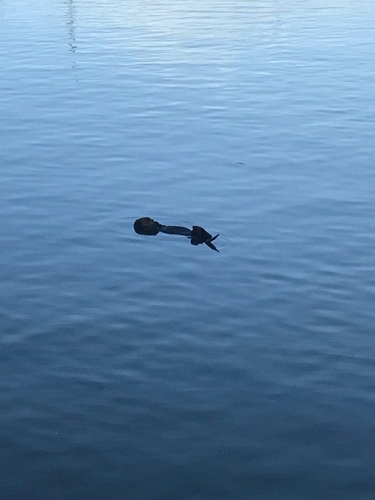 kalicogypsy: mossyoakmaster:   kalicogypsy:  Went kayaking in Morro Bay today, while my boyfriends dad almost crashed into me.  I loved seeing otters in Morro Bay 😊😍   There were quite a few out today, I went by them and the seals. Just doing their