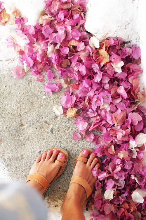 Pink petals on the ground. 