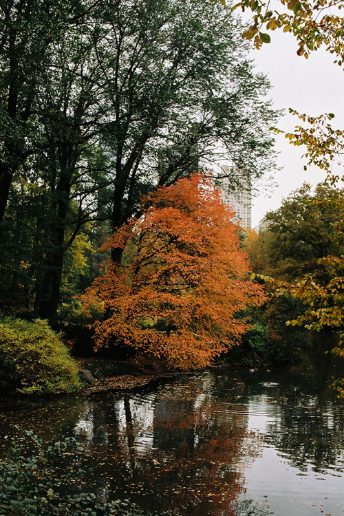 quentindebriey:  central park,nyc nov 14 
