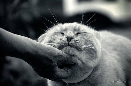 fuckyeahcuteanimalss:  (via That’s the spot!)