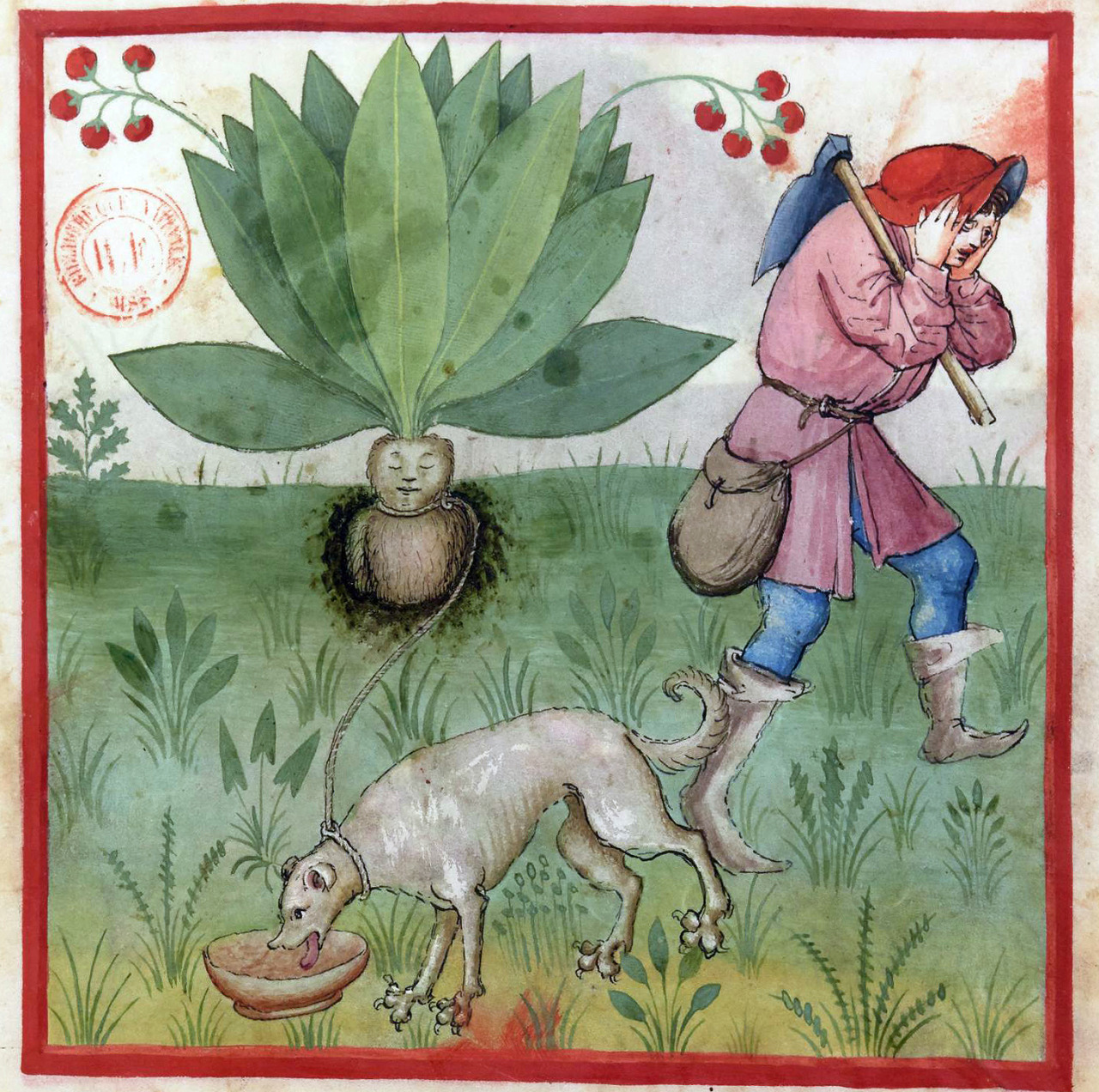 discardingimages: mandragora Tacuinum sanitatis, Rhineland 15th century BnF, Latin