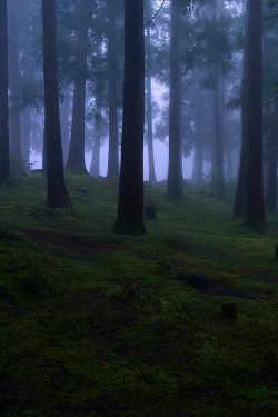 moody-nature:  Spring | By Rui Caria