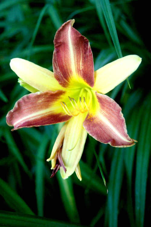 twilightsolo-photography: Mix-n-Match LilyI leave you with one last lily before I call it a night. M