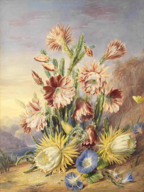 art-and-things-of-beauty:Valentine Bartholomew (British 1799-1879) - Flowering cactus and Ipome