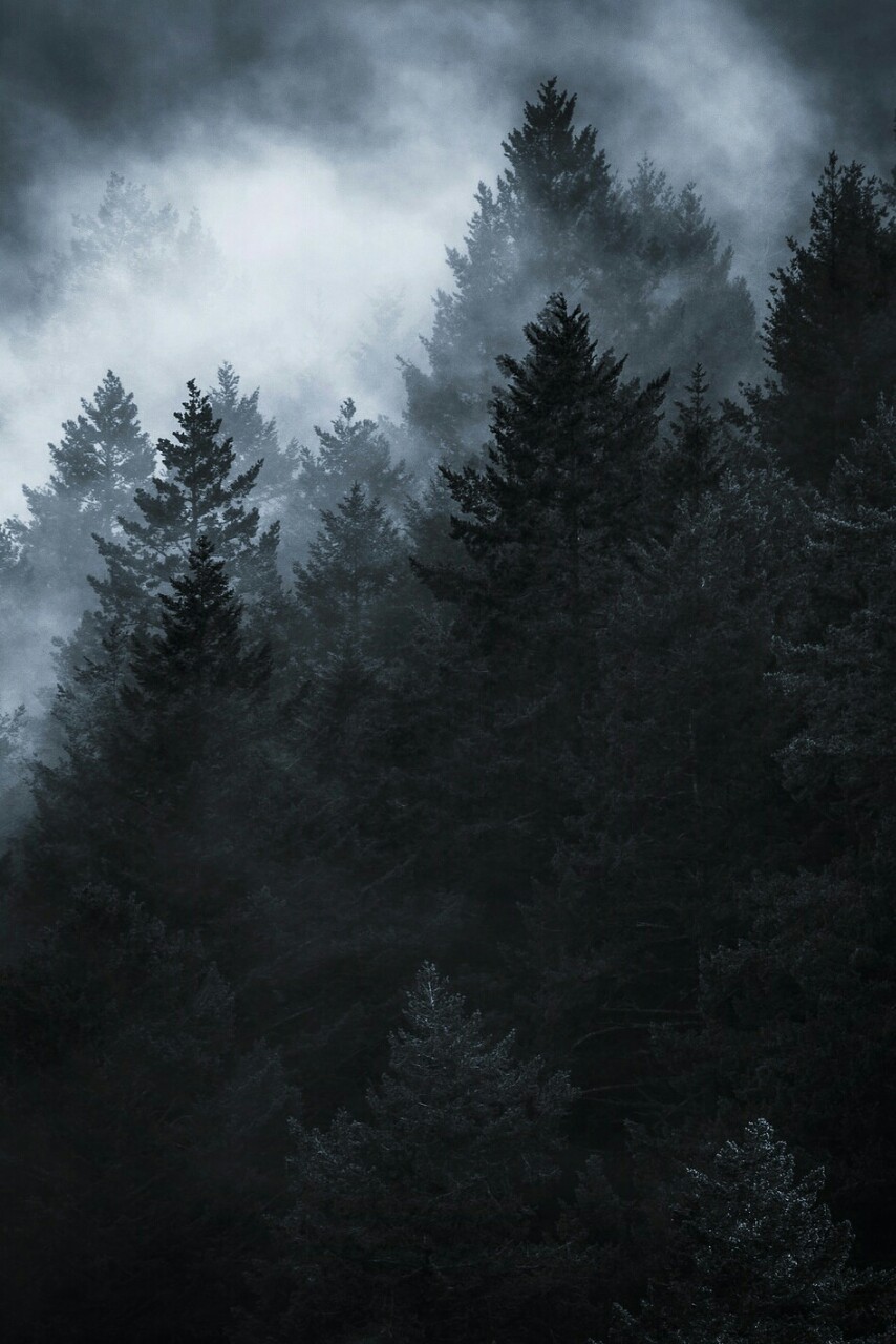 el-mo-fo-to:  g r o v e | marin county, california by Lorenzo Montezemolo 