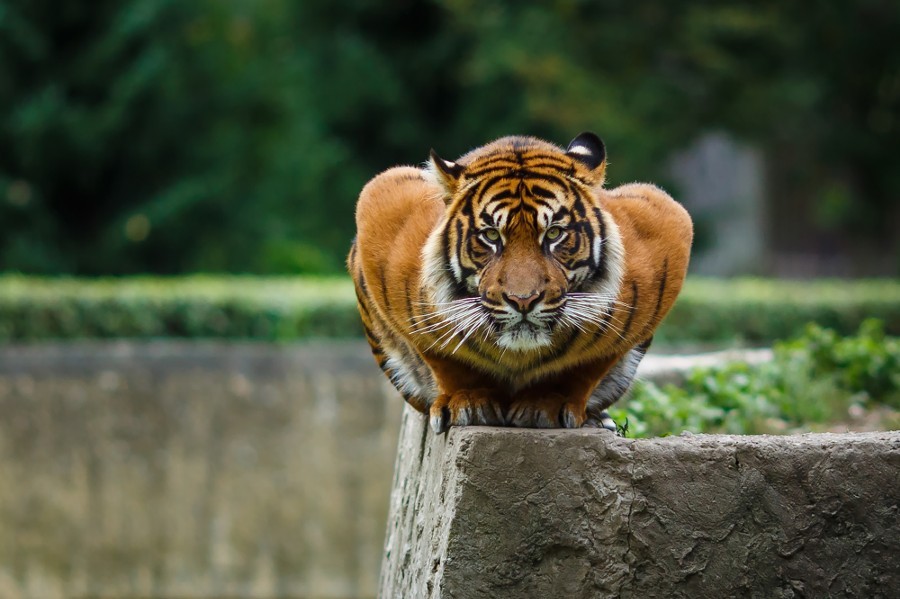 superbnature:  Majestic by tronin http://ift.tt/13O71dr