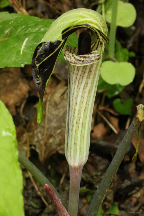 vandaliatraveler: Phase 2 Spring Wildflowers: Jack-in-the-pulpit (Arisaema triphyllum), sometimes re