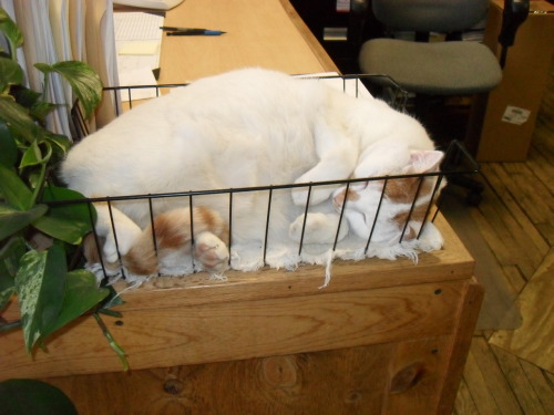 catasters:  Loaf Of Bread Cat
