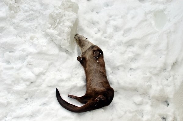 maggielovesotters:Otter has fun in the snow  Source: https://twitter.com/wonderfulzoo_k/status/693974993781194752Ahhhhcute