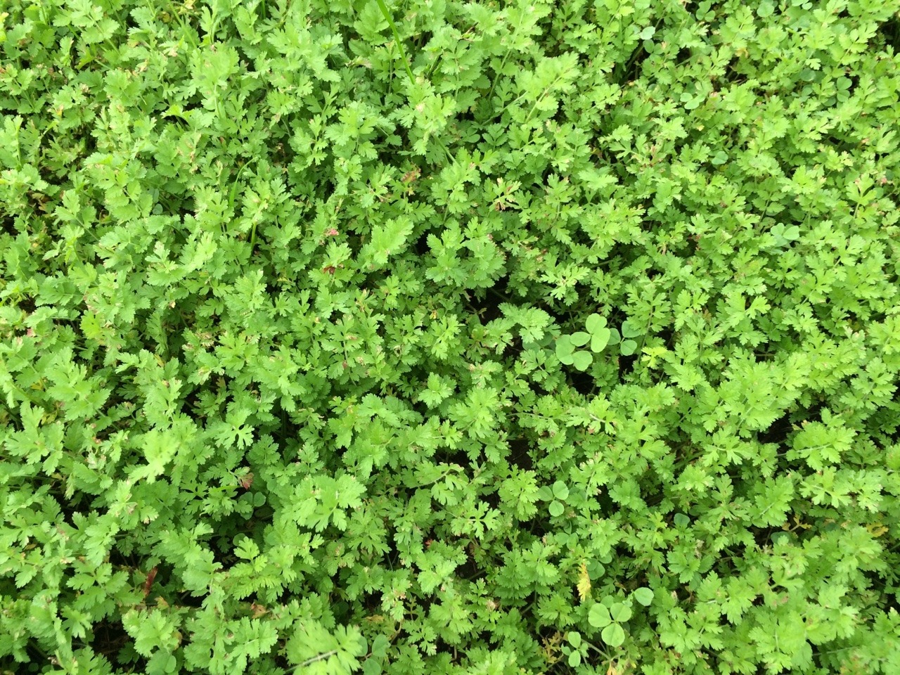 lextas:  There’s a field near my school completely made of weeds 
