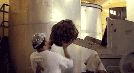 micdotcom:  Watch: Who knew making tequila could be so mesmerizing