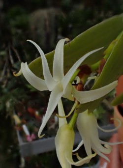orchid-a-day:  Cyrtorchis chailluanaSyn.: