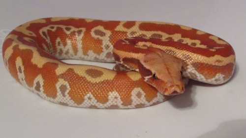 fattynoodles:Jubilee, T+ Albino Cherry, Python brongersmai. She wasn’t particularly happy about ha
