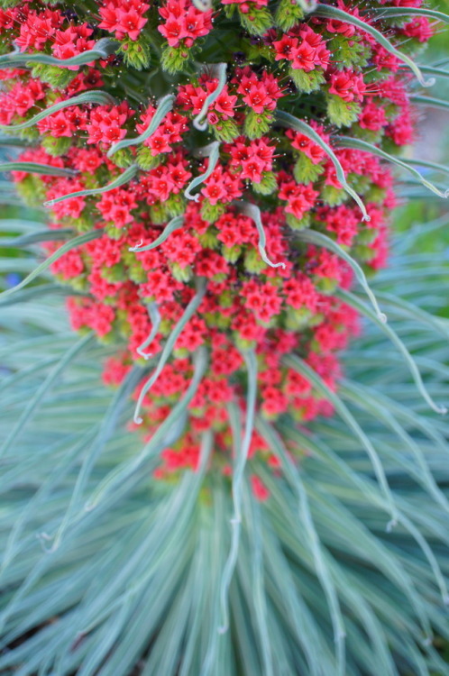 flora-file: flora-file: My Own California Superbloom in my front yard Last Year… This year lo