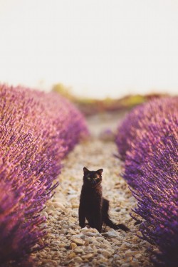 photogenicfelines:  (Christine Ogden) 