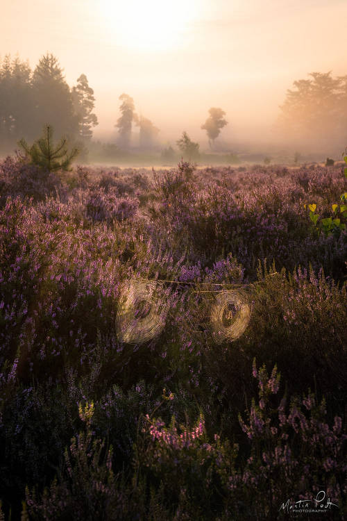 The heather ghost by Martin Podt Lens: Sony FE 24-240mm f/3.5-6.3 OSS