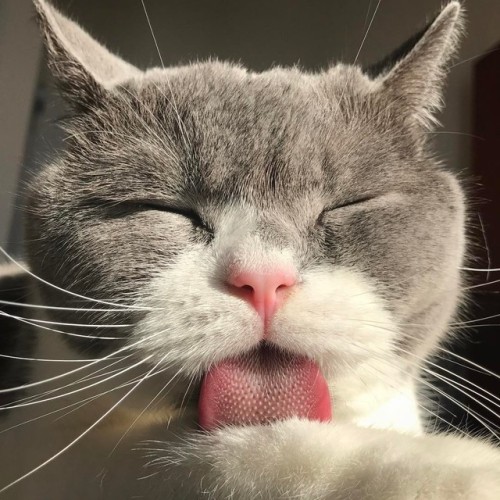 protect-and-love-animals:The aesthetic cats