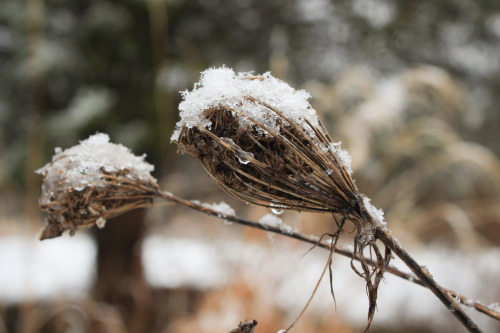 Snowy morning !   A pretty snow with giant fluffy snowflakes slowly swirling down and gently dusting