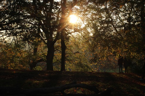 Autumn walks