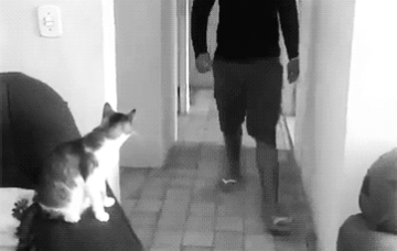 2c501e8d15fc8eb278441675daa2a84a54e67edc.gifv