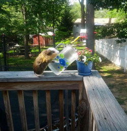 animal-factbook:  Guinea pigs are well known