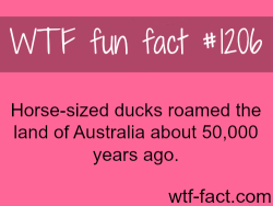 wtf-fun-facts:    Horse-sized ducks MORE OF WTF FACTS are coming HERE animals and weird facts ONLY   