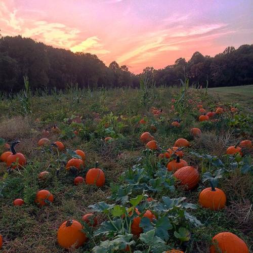 bookofoctober:Butler’s Orchard, Germantown, MD