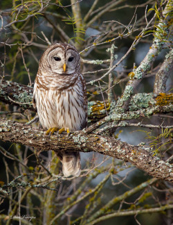 fawnstar:  'Barred Owl' by Dan Verrips 