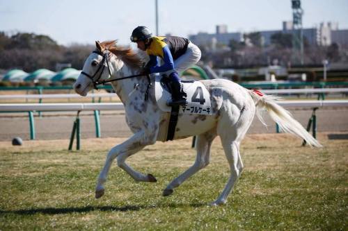 all-the-horses:Marble CakeKing Kamehameha x ShirayukihimeThoroughbred, MareBorn 2011This racehorse w