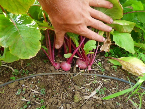 dreadedgrape:  barefootedfarmer:  root beds white daikon, purple daikon, red beats, red turnips    here are pictures of the farm im on. this is my farm blog/ gardening blog covers my personal travels working on farms  