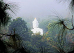 kelledia:  Forest Buddha. 