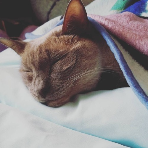 gemmantis: Raylee loves to be tucked in