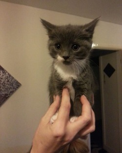 li0nsback:  my cat was a cute kitten