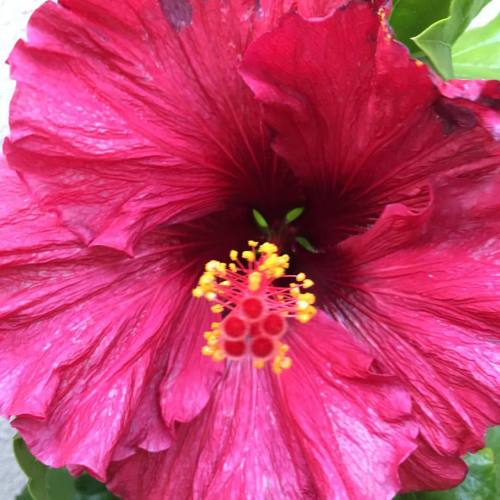 #hibiscus #california #huntingtonbeach #flowers (at Huntington Beach, California)