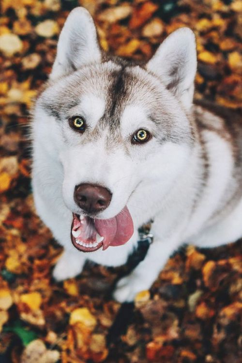 XXX trasemc:  Fall + Huskies!! i love it!!!  photo