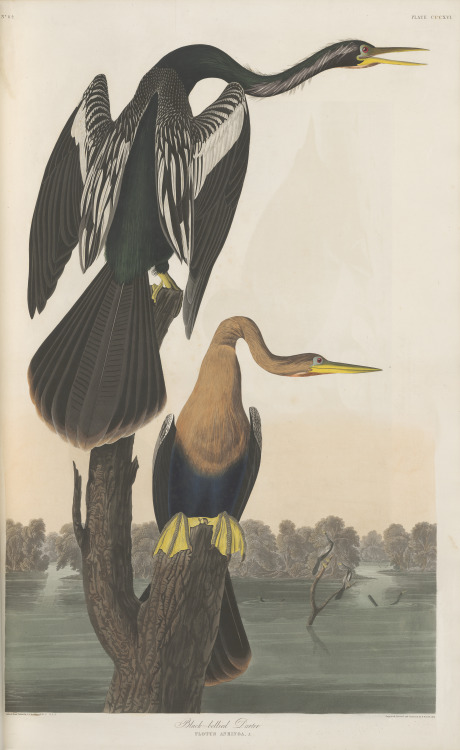 Black-bellied darter. From John James Audubon’s Birds of America, 1836.