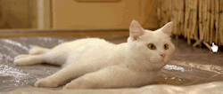 babyanimalposts:  Click for the cutest posts imaginable! 