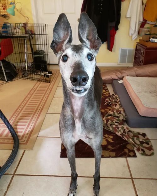 Get you a man who looks at you like how Talos looks at biscuits #greyhound #retiredracer #spooniepet